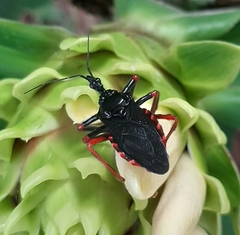 Apiomerus geniculatus