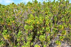 Scaevola plumieri