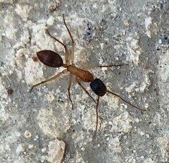 Camponotus nigriceps