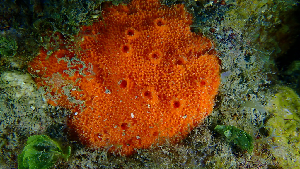 Dragmacidon reticulatum