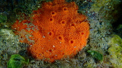 Dragmacidon reticulatum