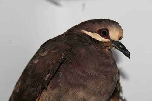 Olive-backed Quail-Dove (Leptotrygon veraguensis), photo 5