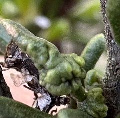 Eriophyes adenostomae