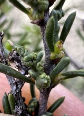 Eriophyes adenostomae