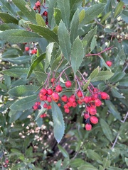 Heteromeles arbutifolia