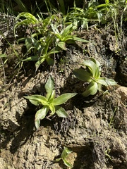 Dudleya lanceolata