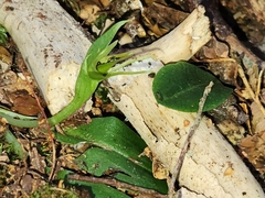 Chiloglottis cornuta
