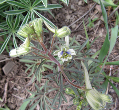 Delphinium nuttallianum