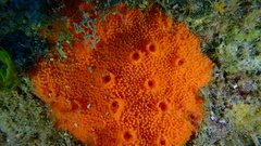 Dragmacidon reticulatum