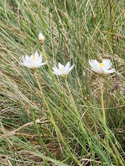 Rhodanthe anthemoides