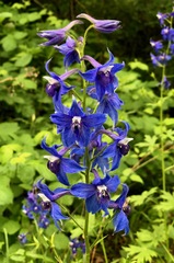 Delphinium trolliifolium