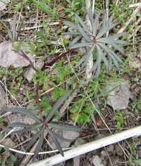 Delphinium nuttallianum
