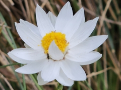 Rhodanthe anthemoides