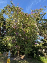 Bauhinia variegata