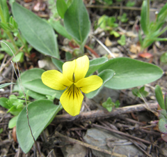 Viola nuttallii
