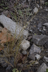 Eragrostis albensis