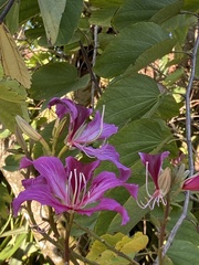 Bauhinia variegata