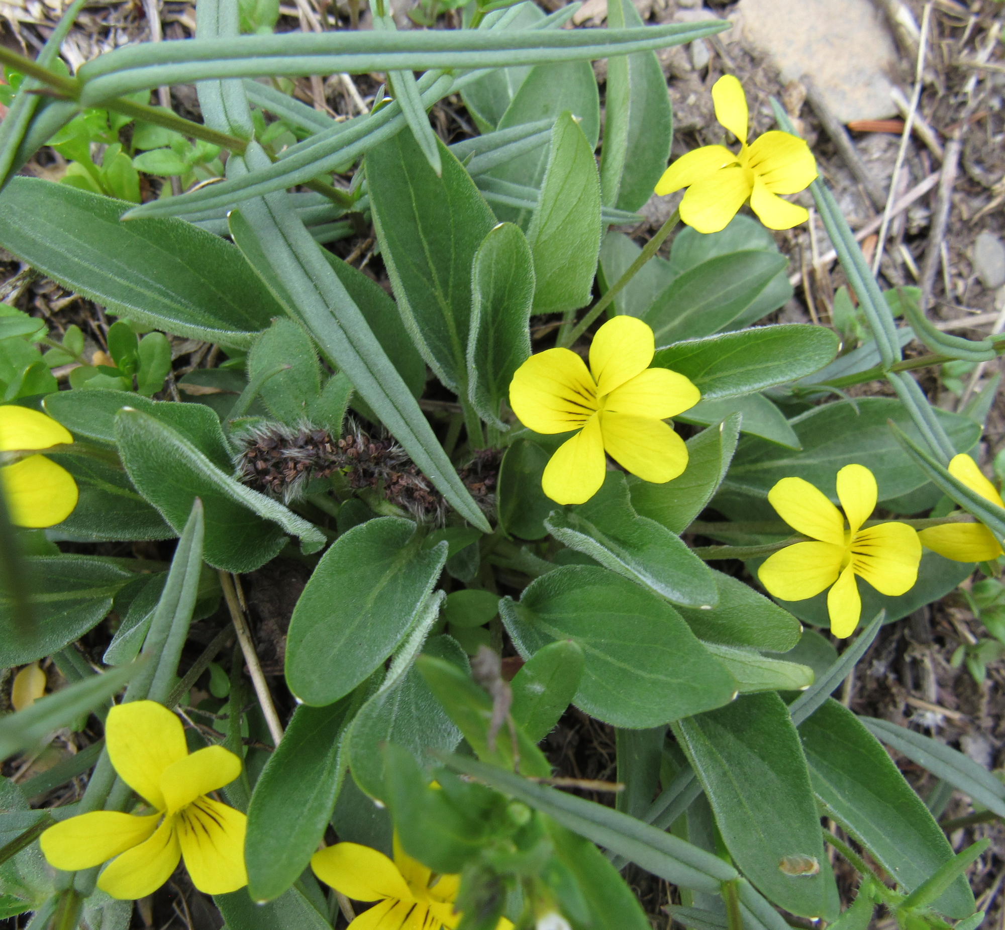 Viola vallicola