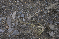 Eragrostis albensis