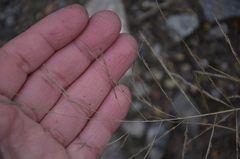 Eragrostis albensis