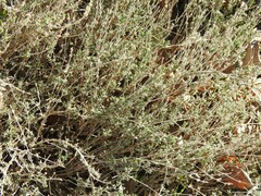 Thymus zygis