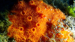 Dragmacidon reticulatum