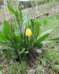 Fritillaria pudica