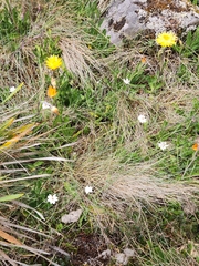 Rhodanthe anthemoides