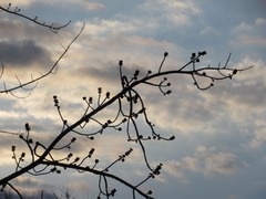 Acer rubrum