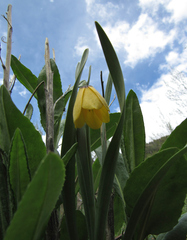 Fritillaria pudica