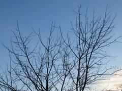 Acer rubrum