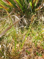 Carex appressa