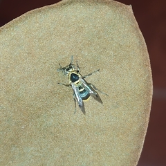 Protonectarina sylveirae
