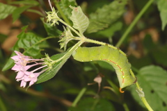 Gnathothlibus erotus