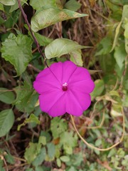 Ipomoea dumosa