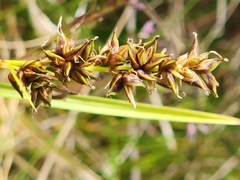 Carex appressa