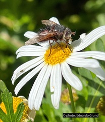 Tachina canariensis