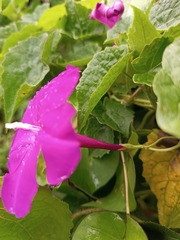 Ipomoea dumosa