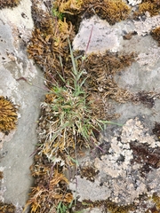 Agrostis muelleriana