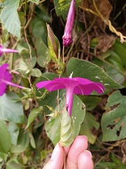 Ipomoea dumosa