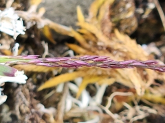 Agrostis muelleriana