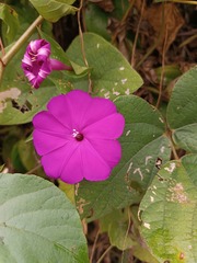 Ipomoea dumosa