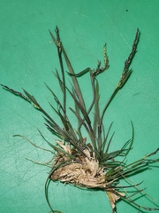 Agrostis muelleriana
