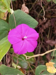 Ipomoea dumosa