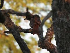 Pseudoseisura lophotes