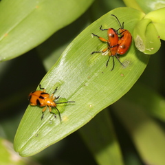 Stethopachys formosa