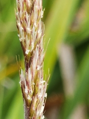 Trisetum spicatum