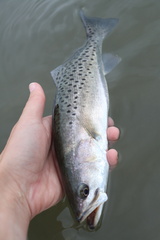 Cynoscion nebulosus