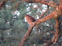 Spiziapteryx circumcincta