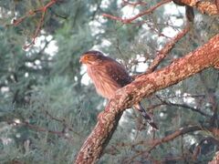 Spiziapteryx circumcincta